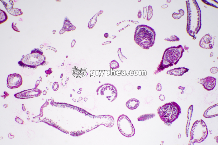 Hydraires en coupe x7 - gryphea.org